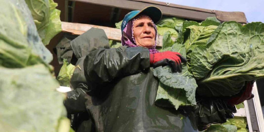 Hava soğuk, şartlar zorlu! Hasadın yükü kadınların omuzunda: Günlük 1.500-2.000 TL yevmiyeye çalışıyorlar 1